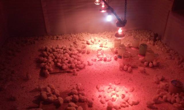 What kind of lighting should be in the chicken coop