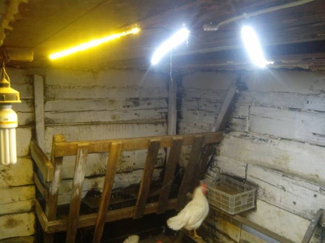 What kind of lighting should be in the chicken coop