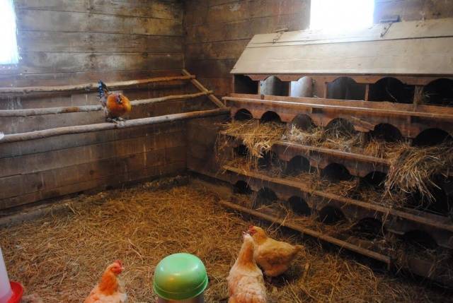 What kind of lighting should be in the chicken coop