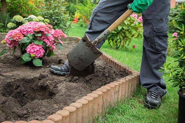 What kind of soil does hydrangea like, composition, how to prepare