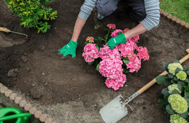 What kind of soil does hydrangea like, composition, how to prepare