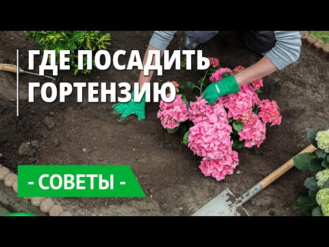 What kind of soil does hydrangea like, composition, how to prepare