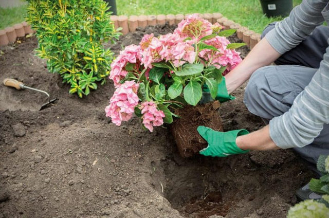 What kind of soil does hydrangea like, composition, how to prepare