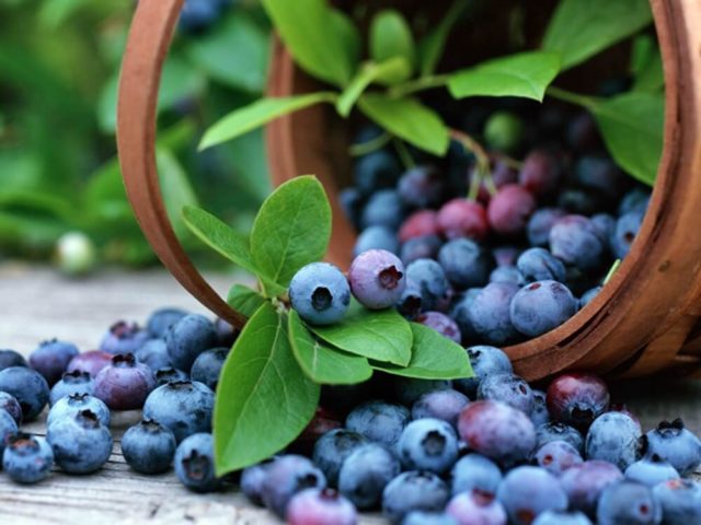 What kind of soil is needed for garden blueberries: acidity, composition, how to make it sour