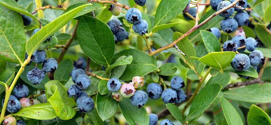 What kind of soil is needed for garden blueberries: acidity, composition, how to make it sour