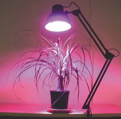 What lamps are needed to illuminate seedlings