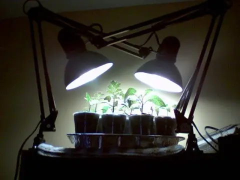 What lamps are needed to illuminate seedlings