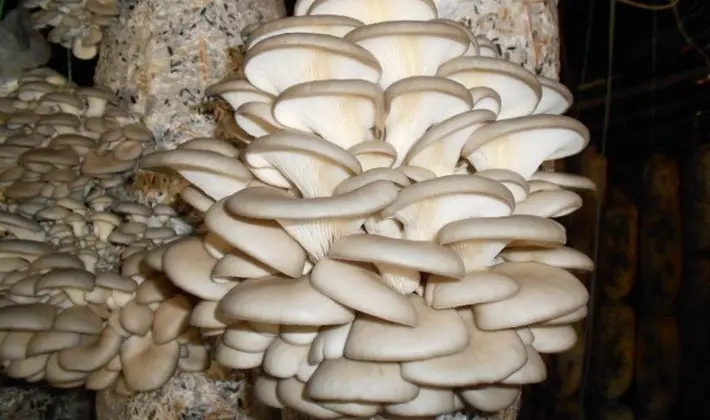 What mushrooms can be grown in the country and how to do it