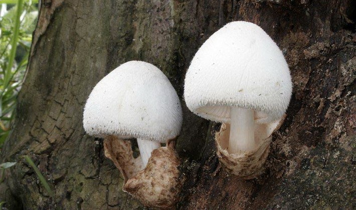 What mushrooms can be grown in the country and how to do it