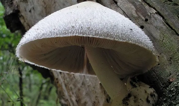 What mushrooms can be grown in the country and how to do it