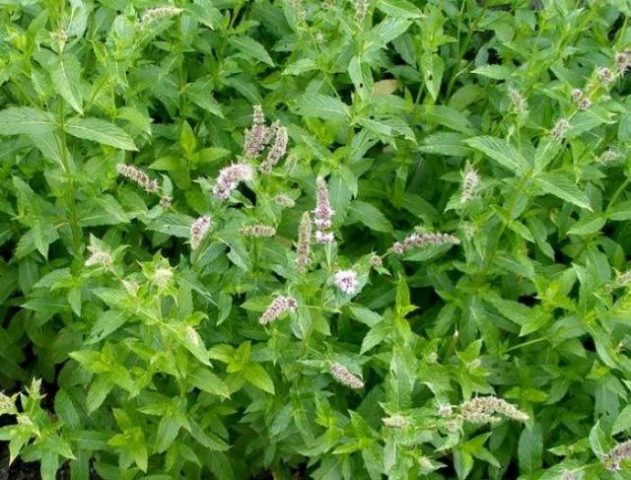 What peppermint looks like: photo, botanical description, planting, growing and care