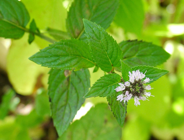 What peppermint looks like: photo, botanical description, planting, growing and care