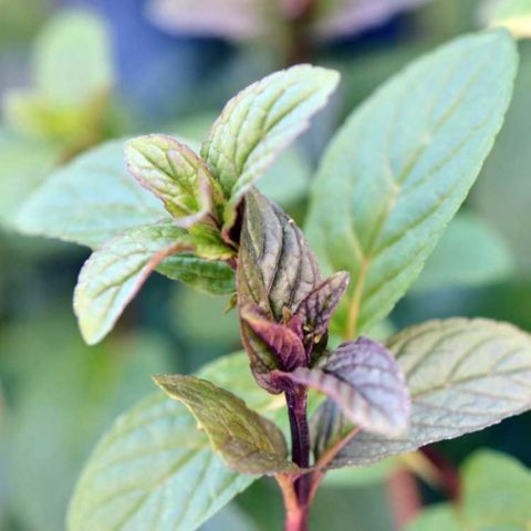 What peppermint looks like: photo, botanical description, planting, growing and care