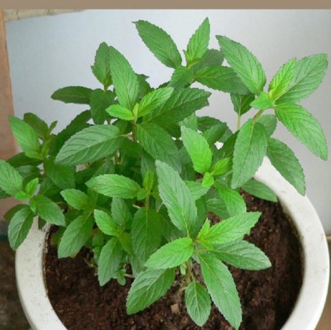 What peppermint looks like: photo, botanical description, planting, growing and care