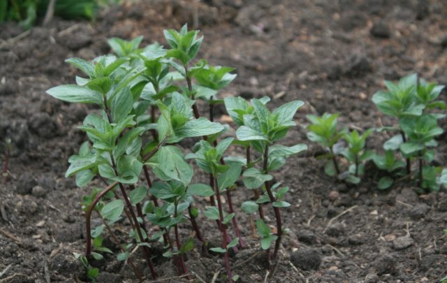 What peppermint looks like: photo, botanical description, planting, growing and care