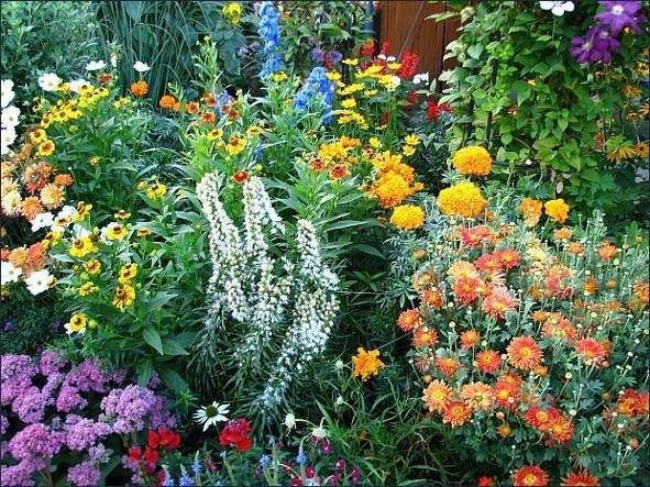 What perennials are planted in the fall 