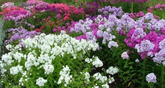 What perennials are planted in the fall 