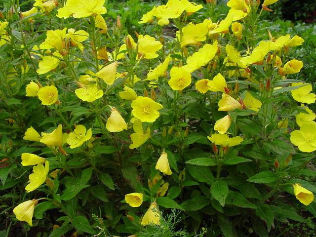 What perennials are planted in the fall 