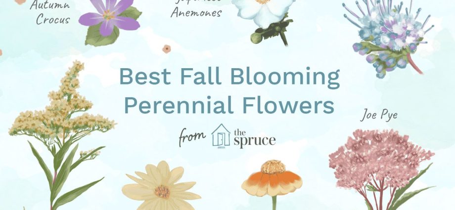 What perennials are planted in the fall 