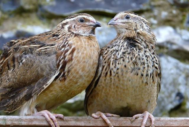 What quails are best for breeding for beginners 