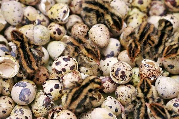 What quails are best for breeding for beginners 