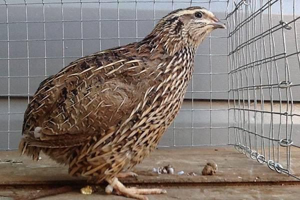 What quails are best for breeding for beginners 