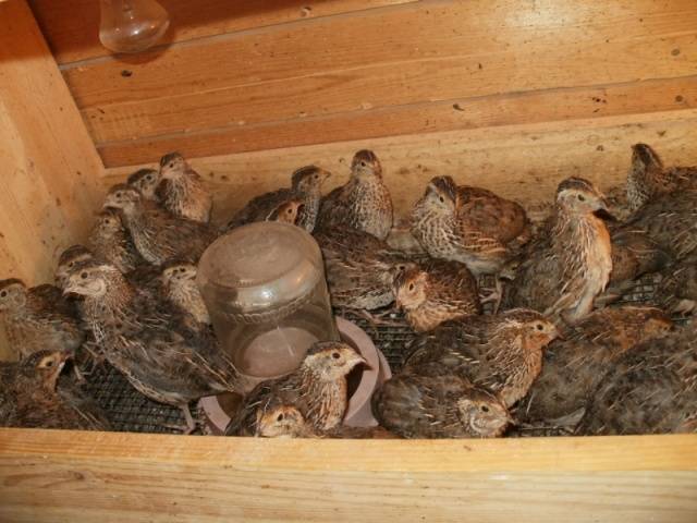 What quails are best for breeding for beginners 