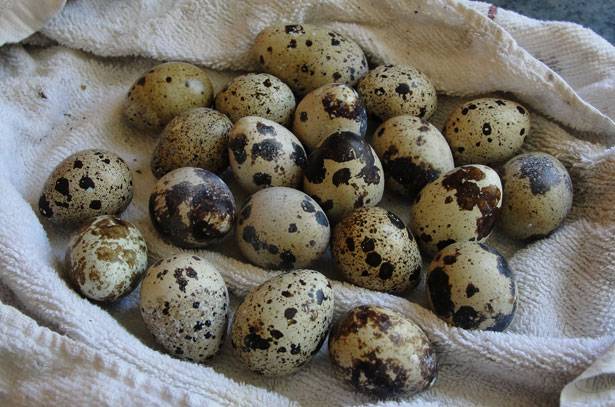 What quails are best for breeding for beginners 