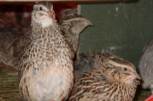 What quails are best for breeding for beginners 