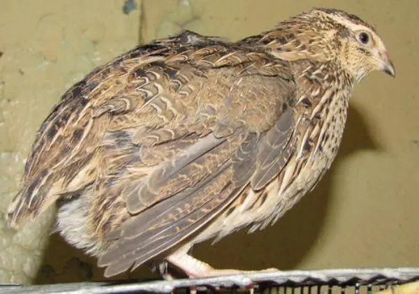 What quails are best for breeding for beginners 