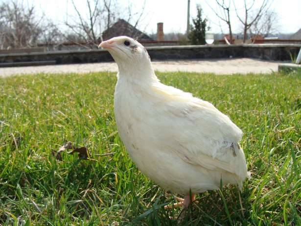 What quails are best for breeding for beginners 