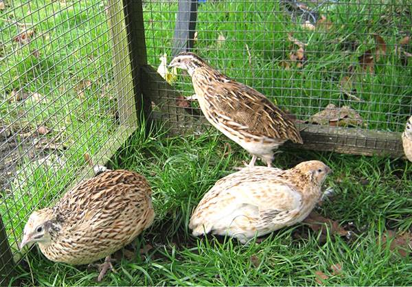 What quails are best for breeding for beginners 