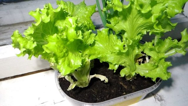 What salad can be grown on the windowsill