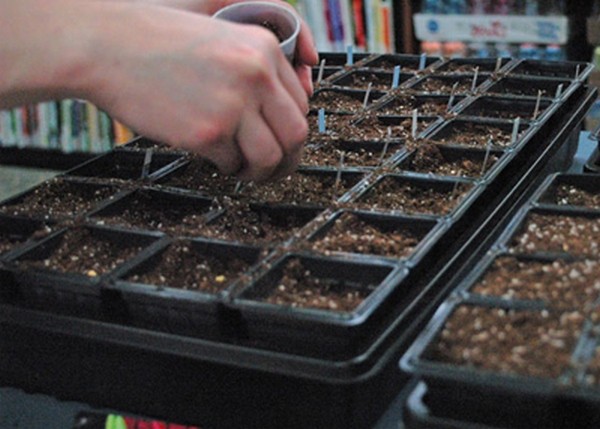 What salad can be grown on the windowsill