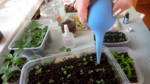 What salad can be grown on the windowsill