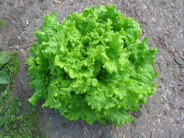 What salad can be grown on the windowsill