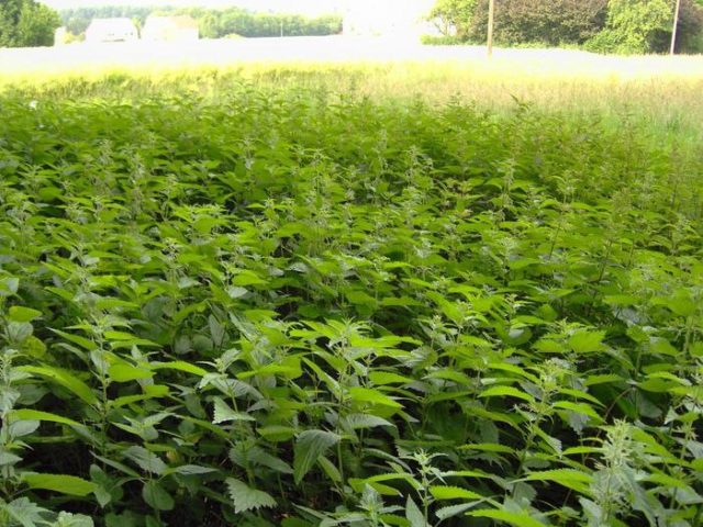 What soil does nettle grow on: reproduction, planting, cultivation