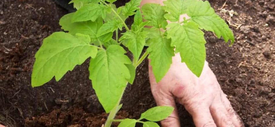 What soil is best for tomato seedlings 