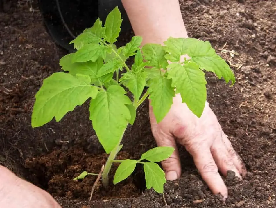 What soil is best for tomato seedlings 