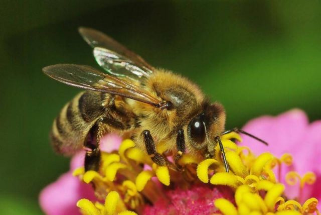 What to do if a bee has bitten in the head, eye, neck, hand, finger, leg