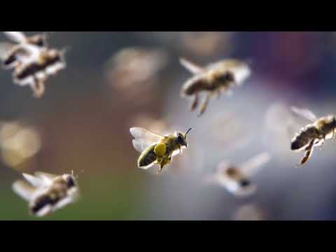 What to do if a child is bitten by a bee or wasp