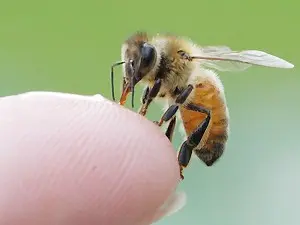 What to do if a child is bitten by a bee or wasp