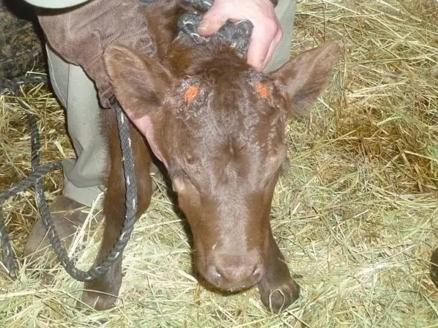 What to do if a cow breaks a horn