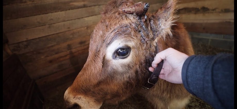 What to do if a cow breaks a horn