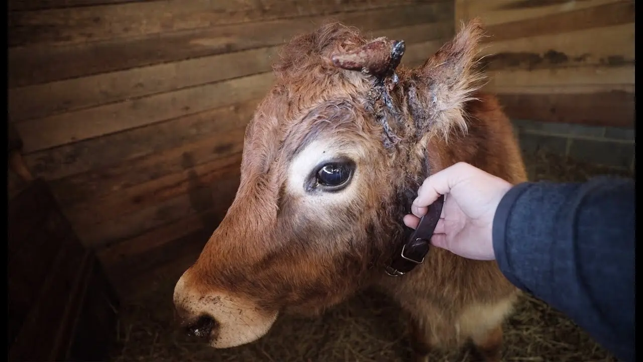 What to do if a cow breaks a horn