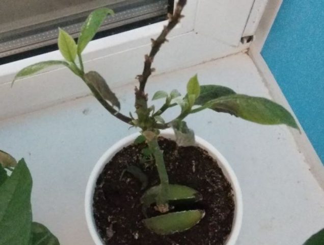 What to do if avocado leaves turn black and dry