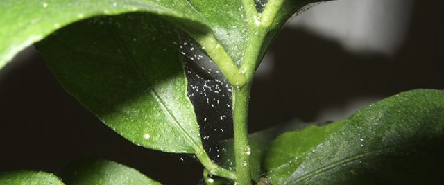 What to do if avocado leaves turn black and dry