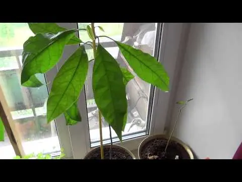 What to do if avocado leaves turn black and dry