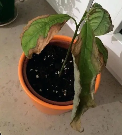 What to do if avocado leaves turn black and dry