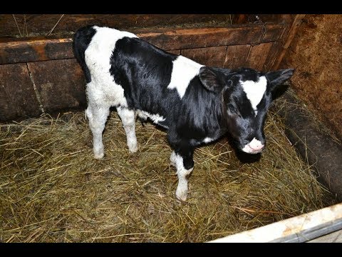 What to do if calves vilify: drugs and folk remedies